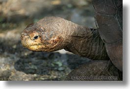 images/LatinAmerica/Ecuador/Galapagos/Turtles/turtle-14.jpg