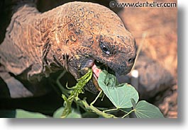 images/LatinAmerica/Ecuador/Galapagos/Turtles/turtle-eating.jpg