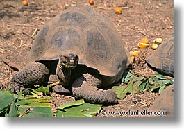images/LatinAmerica/Ecuador/Galapagos/Turtles/turtle.jpg