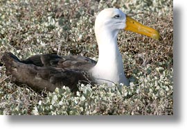 images/LatinAmerica/Ecuador/GalapagosIslands/Birds/Albatross/albatross-02.jpg