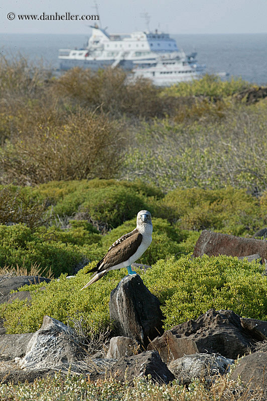 blue-boobie-boat-1.jpg