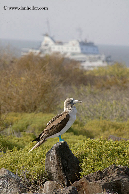 blue-boobie-boat-2.jpg