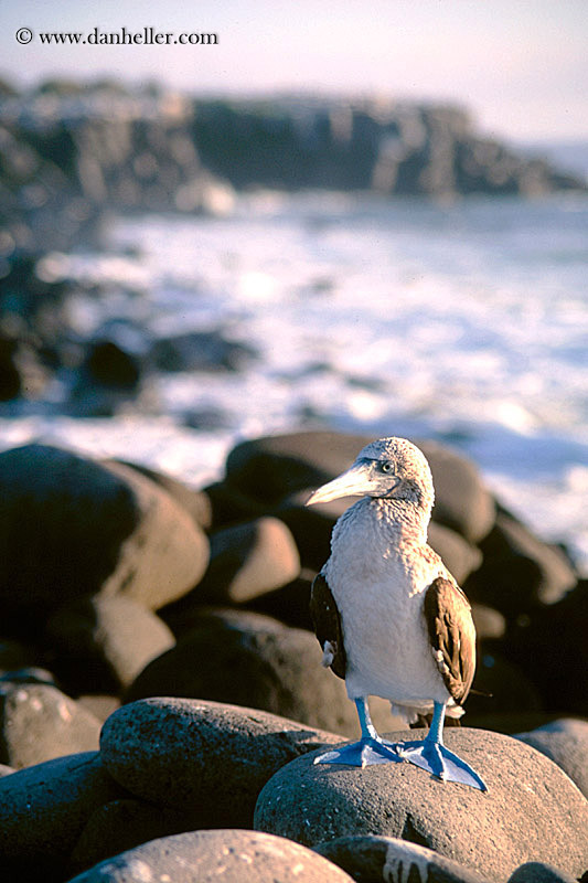 blue-booby-a.jpg