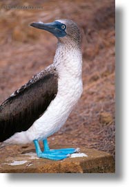 images/LatinAmerica/Ecuador/GalapagosIslands/Birds/Blue-footedBoobies/blue-booby-b.jpg