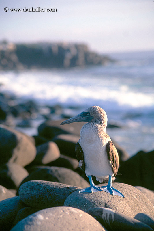 blue-booby-f.jpg