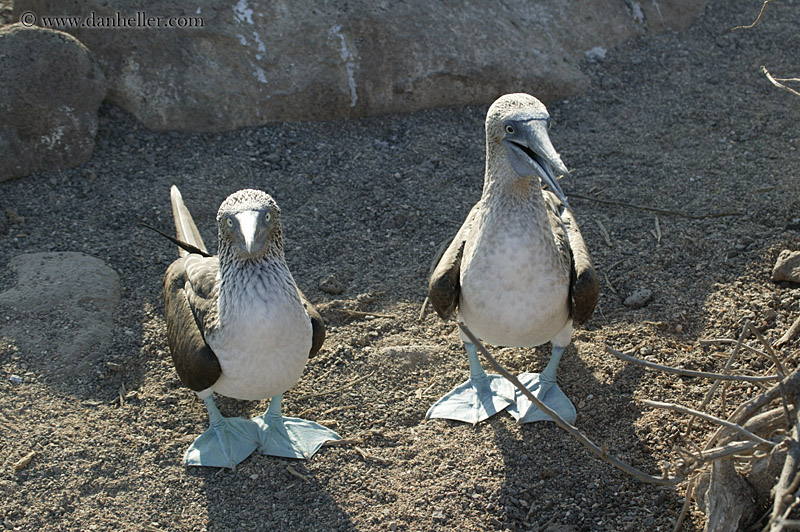 blue-footed-boobies-1.jpg