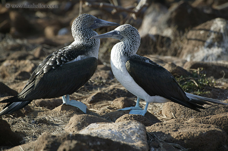 blue-footed-boobies-2.jpg