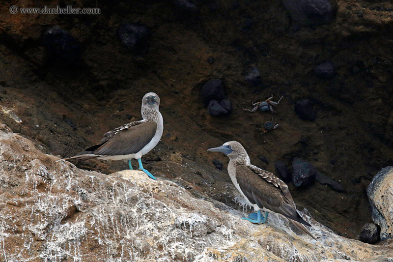 blue-footed-boobies-on-cliff-02.jpg