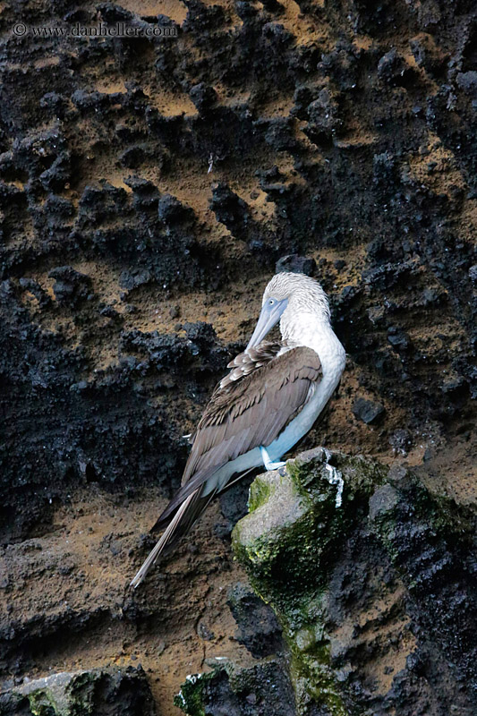 blue-footed-boobies-on-cliff-03.jpg