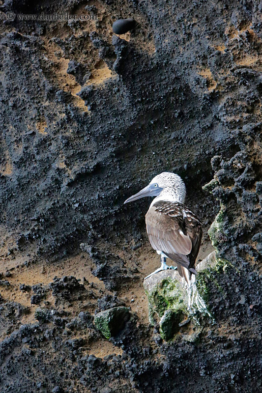 blue-footed-boobies-on-cliff-04.jpg