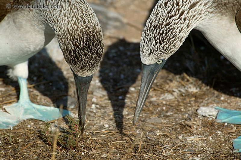 boobie-beaks.jpg