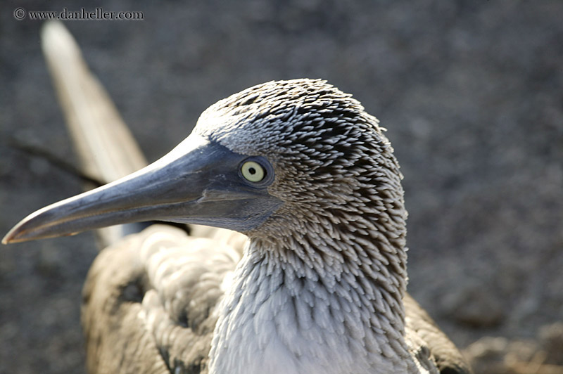 boobie-closeup-1.jpg