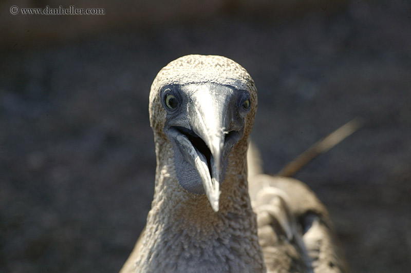 boobie-closeup-3.jpg