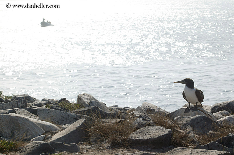 boobie-on-rocks.jpg