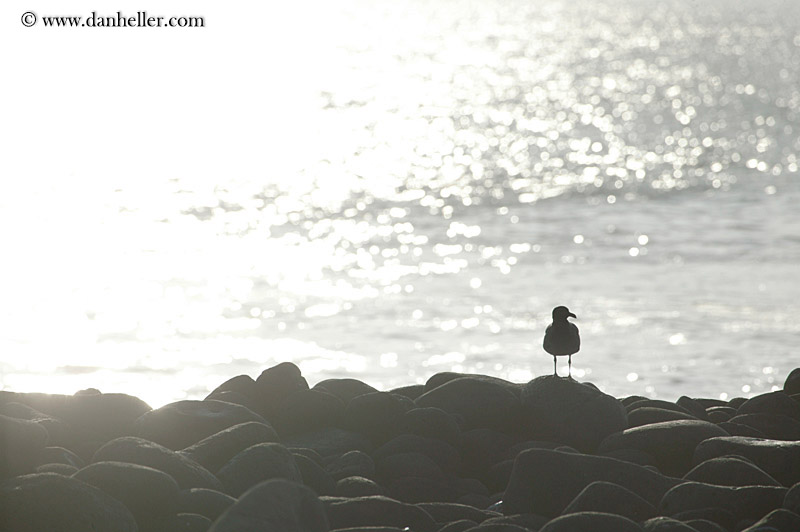 booby-silhouette.jpg