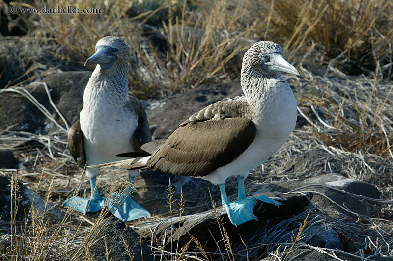 pair-of-boobies-h.jpg