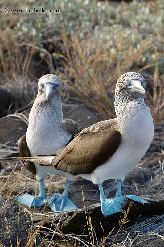 pair-of-boobies-v.jpg