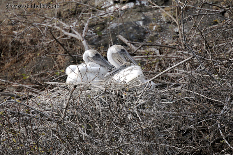 baby-brown-pelicans.jpg