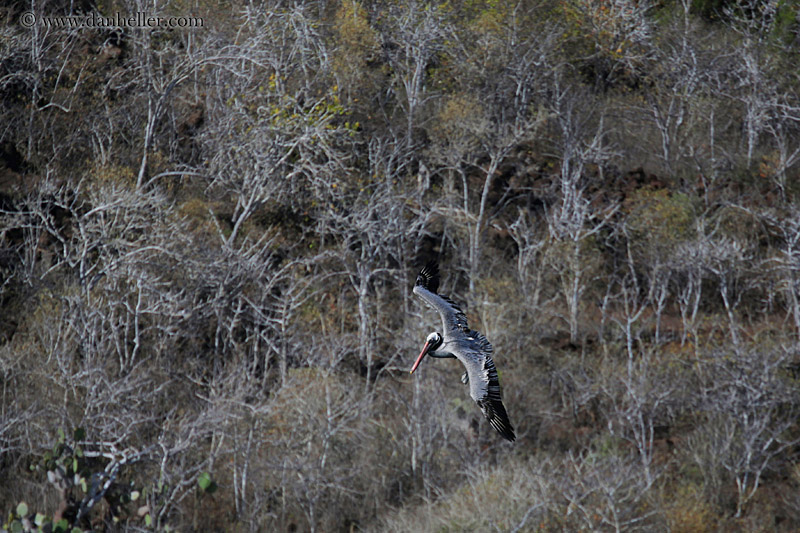 brown-pelican-flying-01.jpg