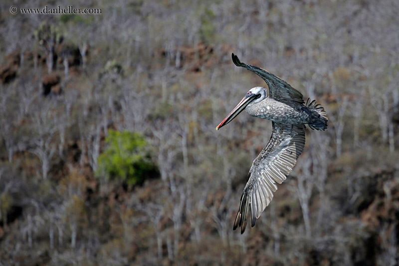 brown-pelican-flying-02.jpg