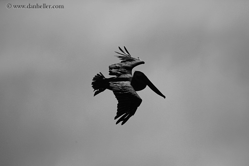 brown-pelican-flying-03.jpg