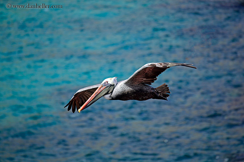 brown-pelican-flying-04.jpg