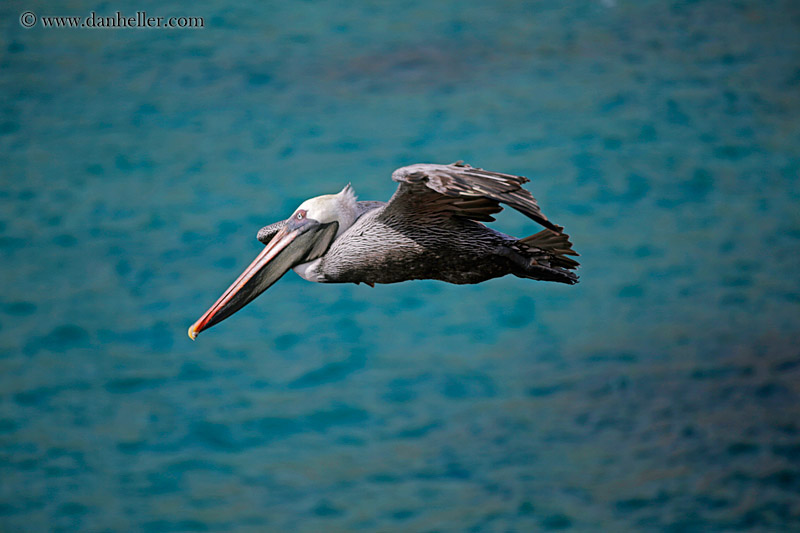 brown-pelican-flying-05.jpg