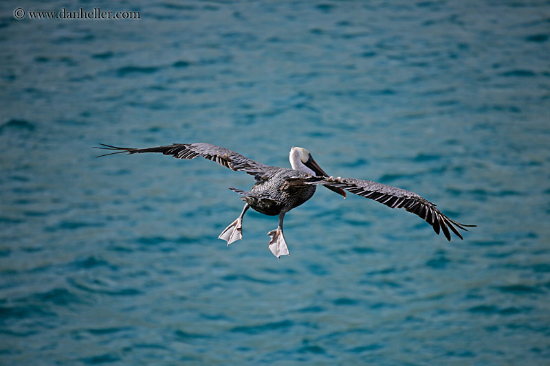 brown-pelican-flying-06.jpg