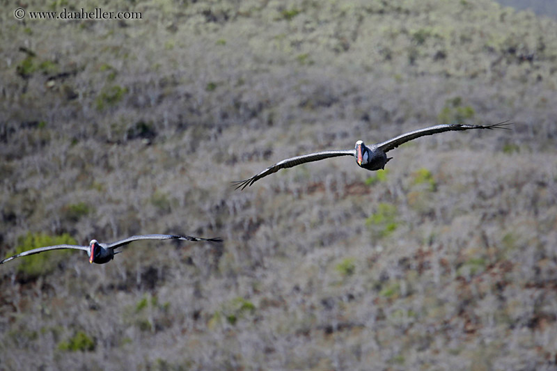 brown-pelican-flying-07.jpg