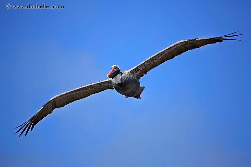 brown-pelican-flying-09.jpg