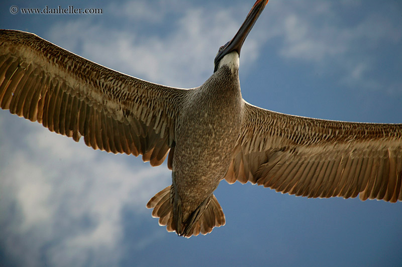 brown-pelican-flying-10.jpg