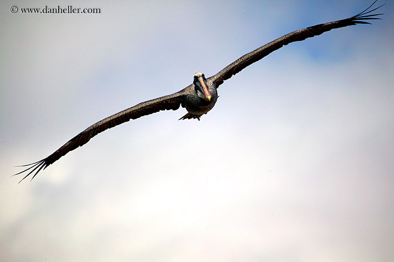 brown-pelican-flying-11.jpg