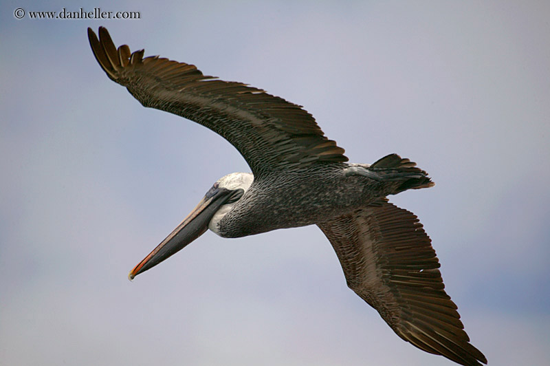 brown-pelican-flying-13.jpg