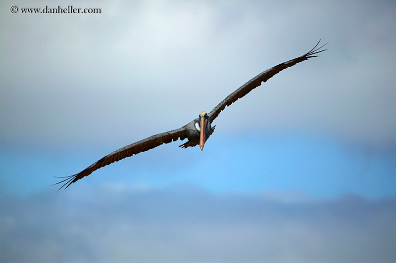 brown-pelican-flying-14.jpg