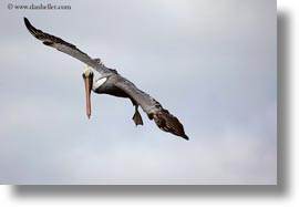 images/LatinAmerica/Ecuador/GalapagosIslands/Birds/BrownPelican/brown-pelican-flying-15.jpg