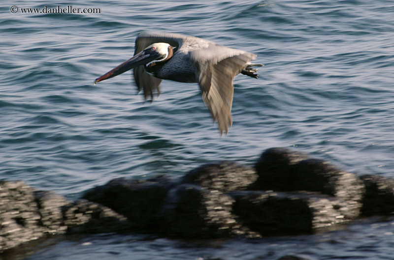 brown-pelican-flying-16.jpg