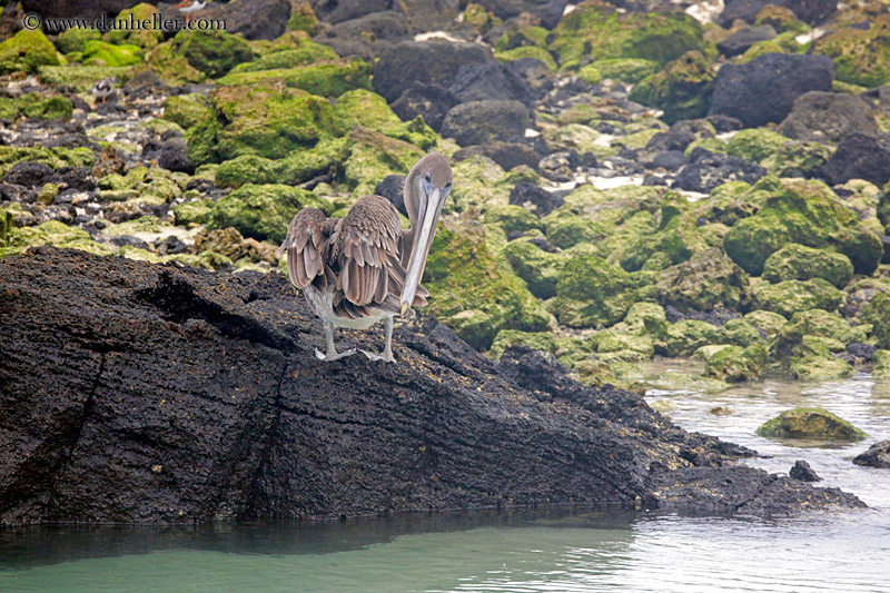 brown-pelican-standing-01.jpg