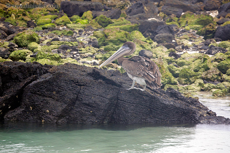 brown-pelican-standing-03.jpg