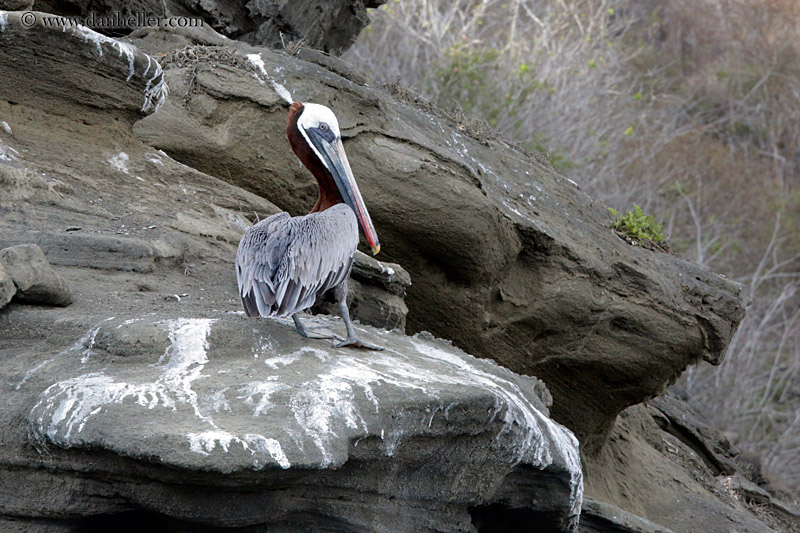 brown-pelican-standing-04.jpg