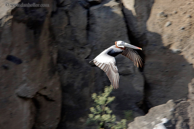 brown-pelican-standing-05.jpg