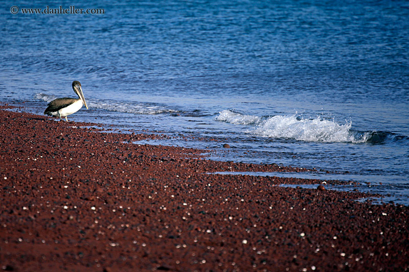 brown-pelican-standing-06.jpg