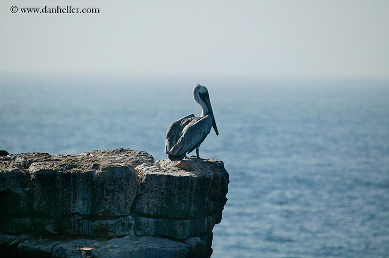 brown-pelican-standing-07.jpg