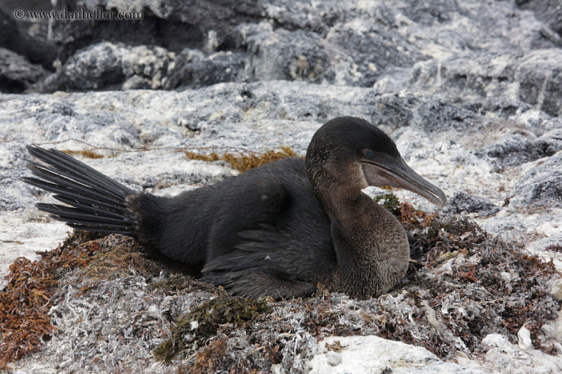 flightless-cormorant-04.jpg