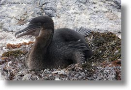 images/LatinAmerica/Ecuador/GalapagosIslands/Birds/FlightlessCormorant/flightless-cormorant-08.jpg