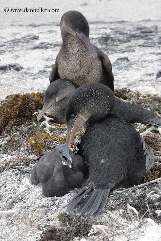 flightless-cormorant-13.jpg