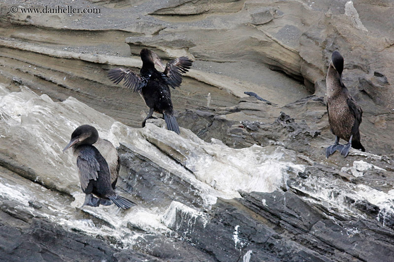 flightless-cormorant-on-rocks-01.jpg