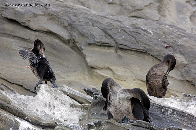 flightless-cormorant-on-rocks-02.jpg