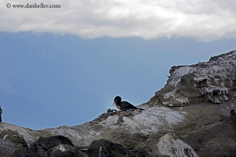 flightless-cormorant-on-rocks-03.jpg