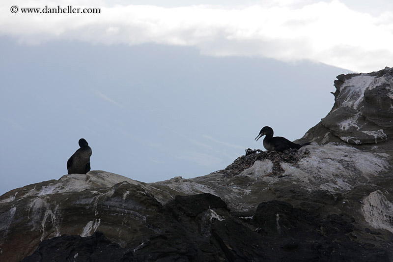 flightless-cormorant-on-rocks-04.jpg