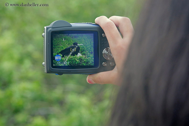 camera-n-frigatebird.jpg